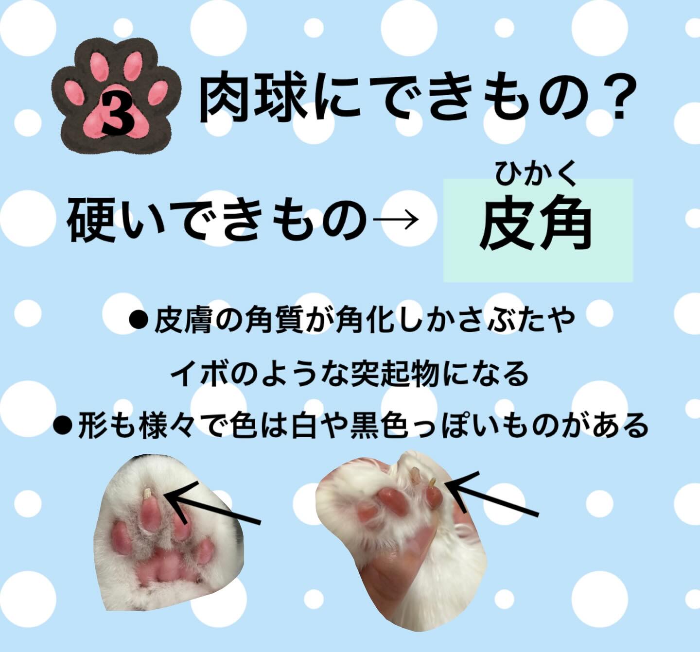 ③肉球にできる硬いできものは皮角（ひかく）。皮膚の角質が角化し、かさぶたやイボのような突起物になり、形も様々で、色は白や黒っぽいものもあります。